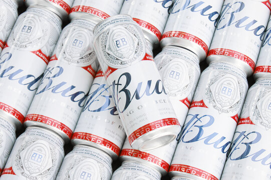 Many Cans of Budweiser Lager Alcohol Beer lies on grey background.