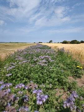 Facelia Bl&uuml;hstreifen auf Fehmarn