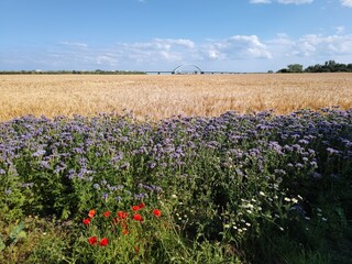 Blütenstreifen mit Facelia am Feldrand