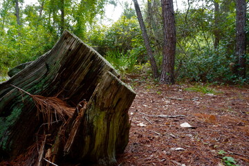 tree stump in the woods