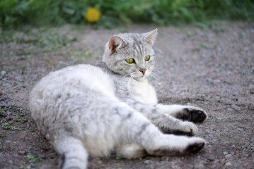 beautiful domestic gray kitty lying on the ground in the garden, summer day