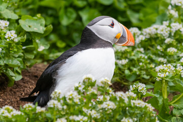 Atlantic puffins - Fratercula arctica - standing in green vegetation with white flowers. Photo from Hornoya Island in Norway.