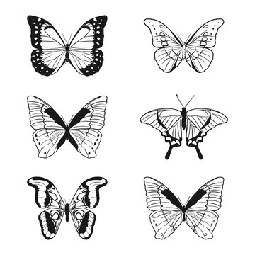 A set of contour drawings of a butterfly on a white background. Doodle style. A design element.