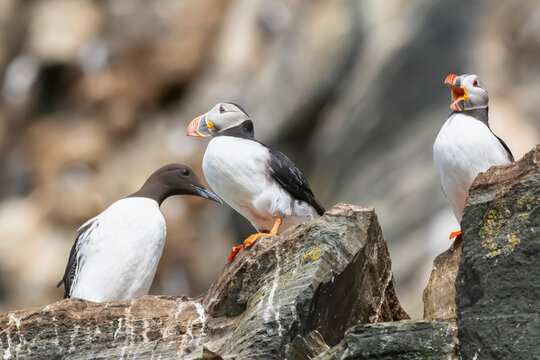 Atlantic puffins - Fratercula arctica - standing on cliff next to common murre or common guillemot - Uria aalge with brown rocks in background. Photo from Hornoya Island in Norway.