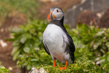 Atlantic puffins - Fratercula arctica - standing on green vegetation in background. Photo from Hornoya Island in Norway.