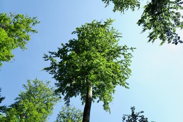 green beech tree against blue sky