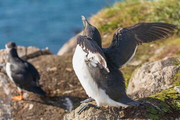 Razorbill - Alca torda - on cliff with spread wings with atlantic puffin - Fratercula arctica - in background. Photo from Hornoya Island in Norway.