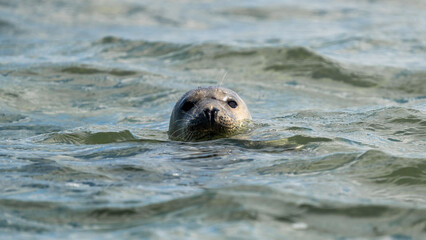 Seals in group swimming in the sea or resting on a beach in Denmark, Skagen, Grenen. Seal looking at the camera