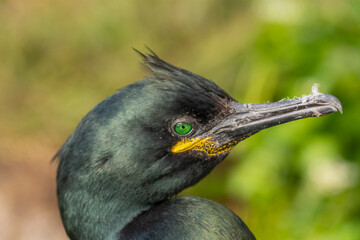 Portrait of european shag - Gulosus aristotelis - with light green background. Photo from Hornoya...