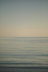 Obraz premium Seagulls in their natural habitat. Nature and wildlife in Ontario, Canada.