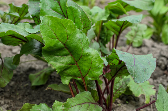 Green leaves (tops) of red beet (beetroot, Beta vulgaris) growing in the vegetable garden, close-up