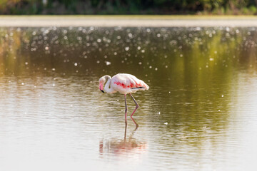 Fototapeta na wymiar Fenicottero rosa che vive nella laguna del mare. Uccello acquatico con le piume colorate allo stato brado.