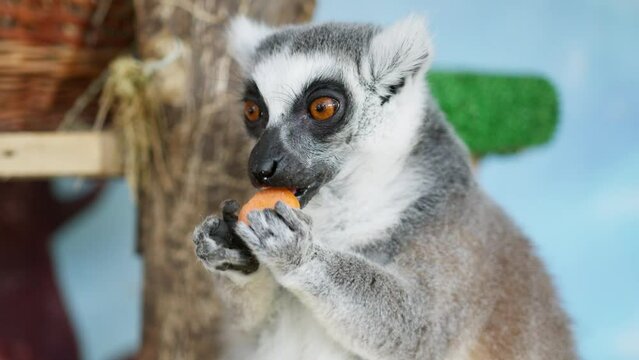 Lemur in a petting zoo. Beautiful lemur lives in a petting zoo and feeds and delicious raisins