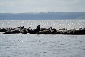Fototapeta premium Seals in group swimming in the sea or resting on a beach in Denmark, Skagen, Grenen.