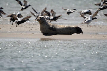 Seals in group swimming in the sea or resting on a beach in Denmark, Skagen, Grenen. Seal with seagulls in the background