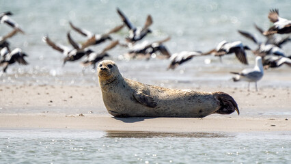 Seals in group swimming in the sea or resting on a beach in Denmark, Skagen, Grenen. Seal with seagulls in the background