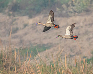 A pair of spotted bill ducks
