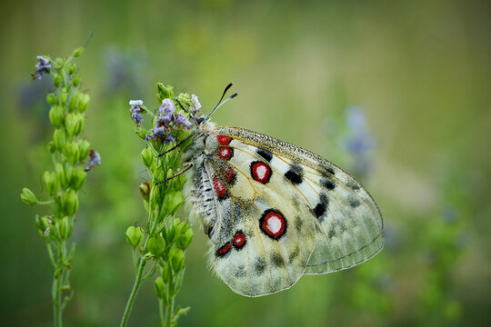 Close up Apollo (Parnassius apollo) in meadow.