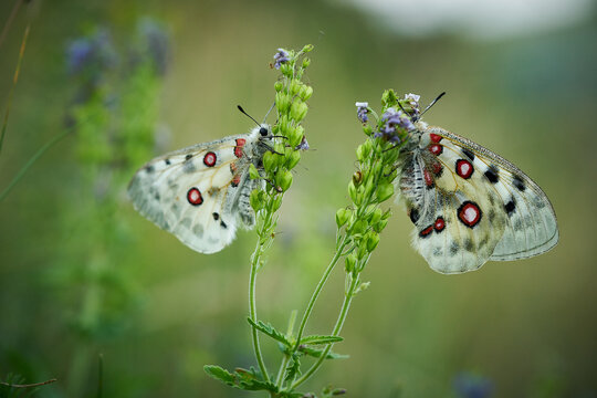Close up Apollo (Parnassius apollo) in meadow.