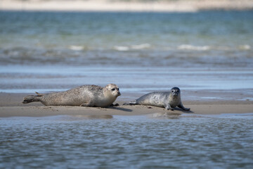 Fototapeta premium Seals in group swimming in the sea or resting on a beach in Denmark, Skagen, Grenen.