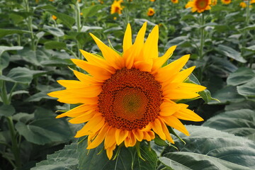 The Helianthus sunflower is a genus of plants in the Asteraceae family. Annual sunflower and...