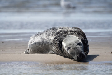 Fototapeta premium Seals in group swimming in the sea or resting on a beach in Denmark, Skagen, Grenen.