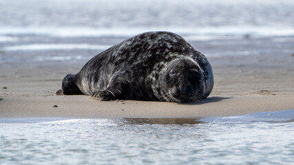 Fototapeta premium Seals in group swimming in the sea or resting on a beach in Denmark, Skagen, Grenen.