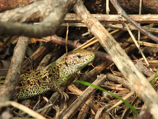 lizard on the tree