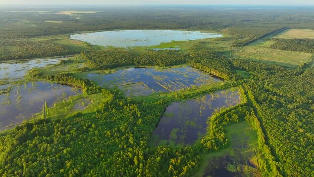 Lake in forest. Lake in shape of a heart in forest. Freshwater Lakes, water deficit, ecology and environmental. Morass and wetlands, aerial view. Mire Conservation. Bog in forest, fen, mire landscape.