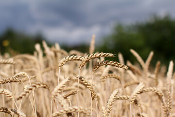 ears of wheat