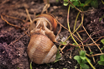 Couple of edible snail in its natural habitat