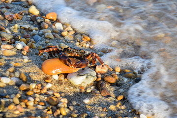 crab on the beach