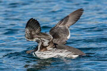 Common murre or common guillemot - Uria aalge - with spread wings in blue water before dive. Wings of guillemot. Photo from Hornoya Island in Norway.