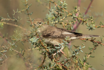 Upchers Warbler perched on green at Hamala, Bahrain
