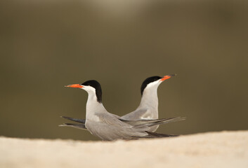 White-cheeked Terns courtship dance before mating at Asker marsh, Bahrain .