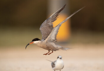 White-cheeked Tern with a fish at Sanad coast, Bahrain