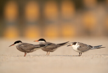White-cheeked Terns at Sanad coast, Bahrain