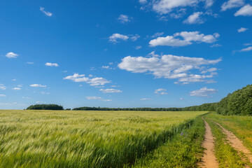 Wheat field. Growing grains of wheat. Footprints next to wheat field. Territories of agricultural enterprise. Growing grain for flour production. Summer agricultural landscape. Farming territory