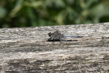 blue dragonfly on a branch