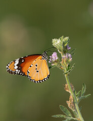 Obraz na płótnie Canvas A plain tiger butterfly feeding on flower