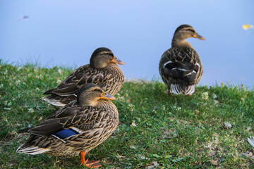 Canard : moment de détente 