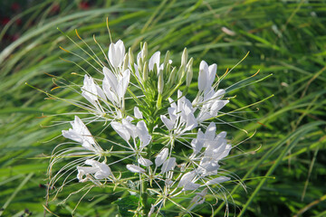 Fleuraison blanche 