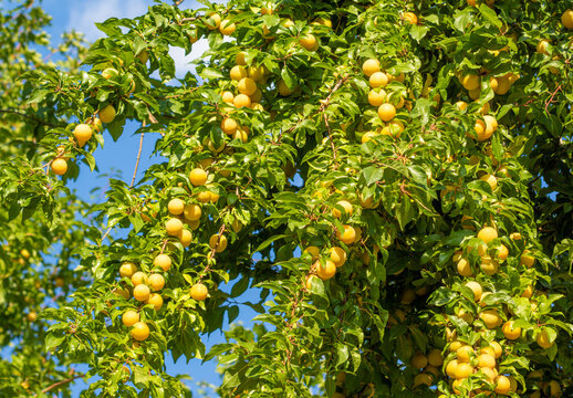 Ripe fruit of wild yellow Mirabelle cherry plum (Prunus cerasifera) on a tree in Summer