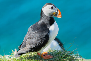 Cute atlantic puffin - Fratercula arctica - walking on green grass with blue water of Barents Sea in background. Photo from Hornoya Island in Norway.