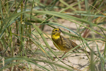 Yellow warbler bird in the sand on a dune in Denmark looking for a snack