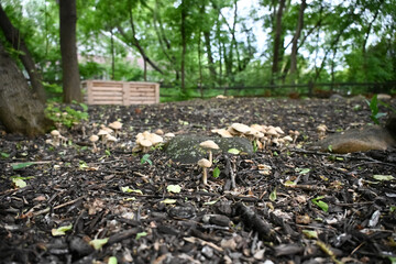 mushrooms grown in mulch of a garden with compost box in the background