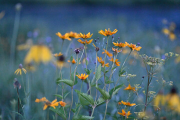 Wildflowers in yellow and purple with shallow depth of of field painterly bokeh background