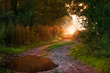 Road in sunrise foggy light