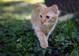 Naklejka na ściany i meble A red kitten is walking along a green meadow.