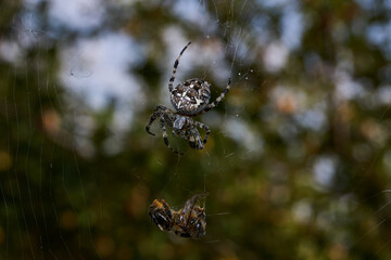 Spider-cross (lat. Araneus). The bee got into the web of the spider-cross.